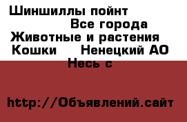 Шиншиллы пойнт ns1133,ny1133. - Все города Животные и растения » Кошки   . Ненецкий АО,Несь с.